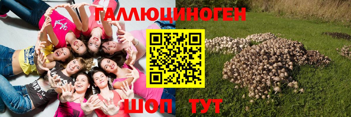 Ачхой-Мартан  наркотики  Вход с VPN  Галлюциногенные грибы MAGIC MUSHROOMS 